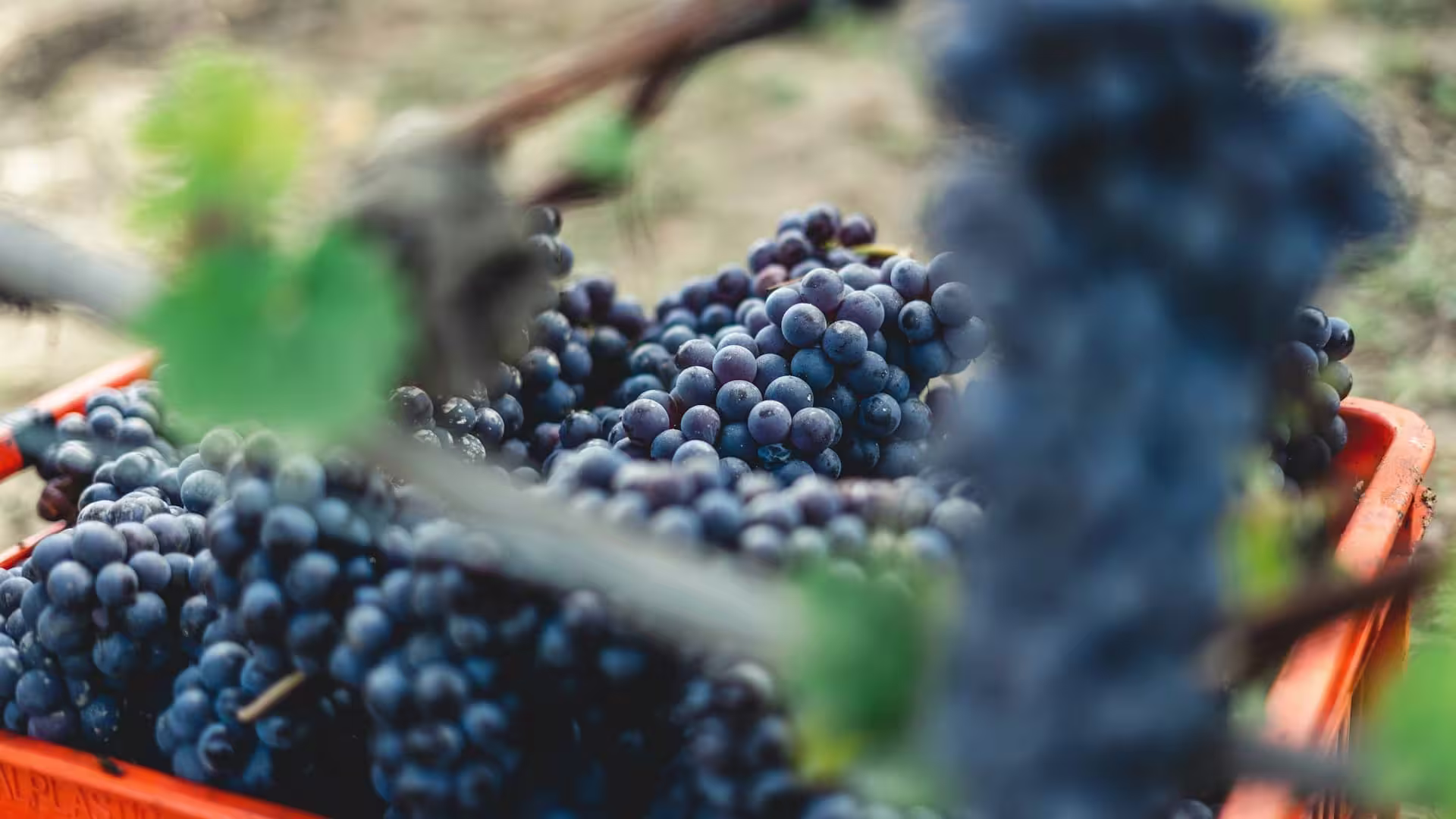 Trpppr - Articles about South Africa - Red Grapes