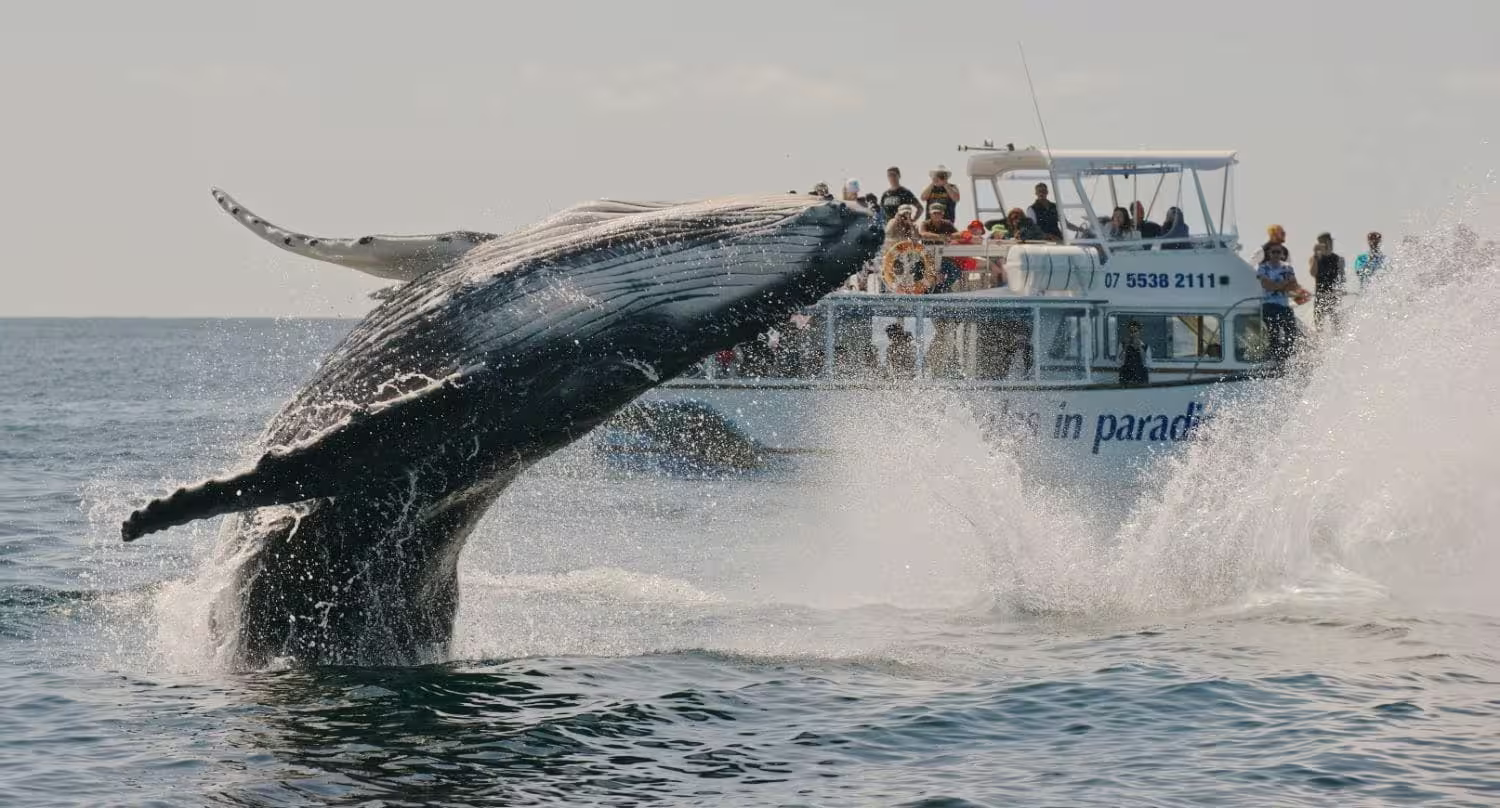 Trpppr - Articles about South Africa - Whale Watching