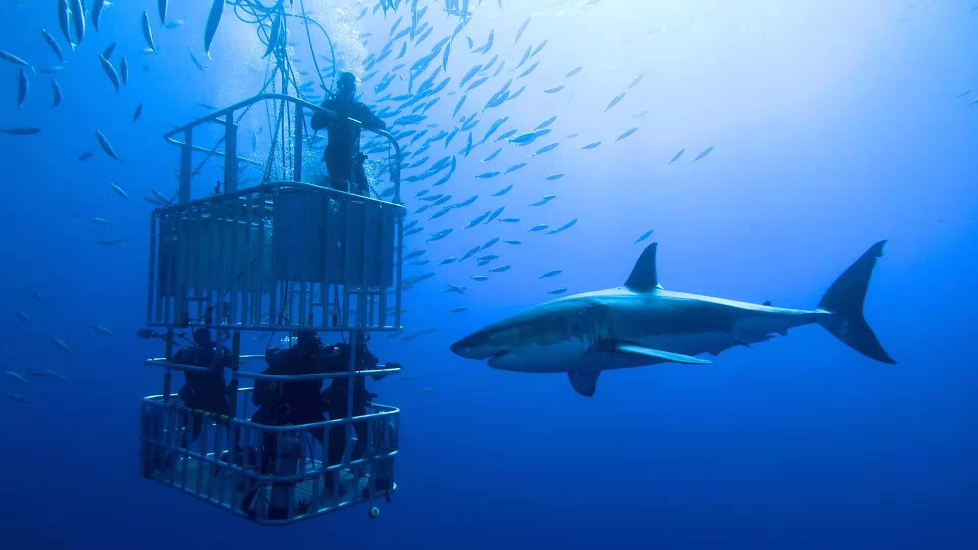 Trpppr - Articles about South Africa - Shark Diving
