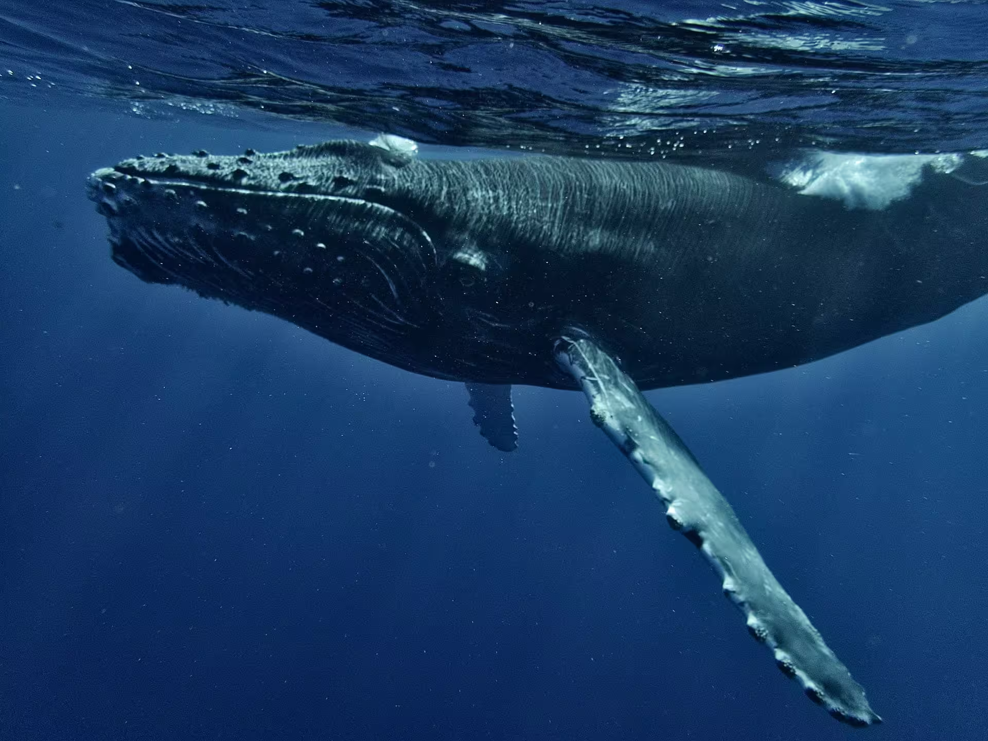 Trpppr - Articles about South Africa - Whale Migration