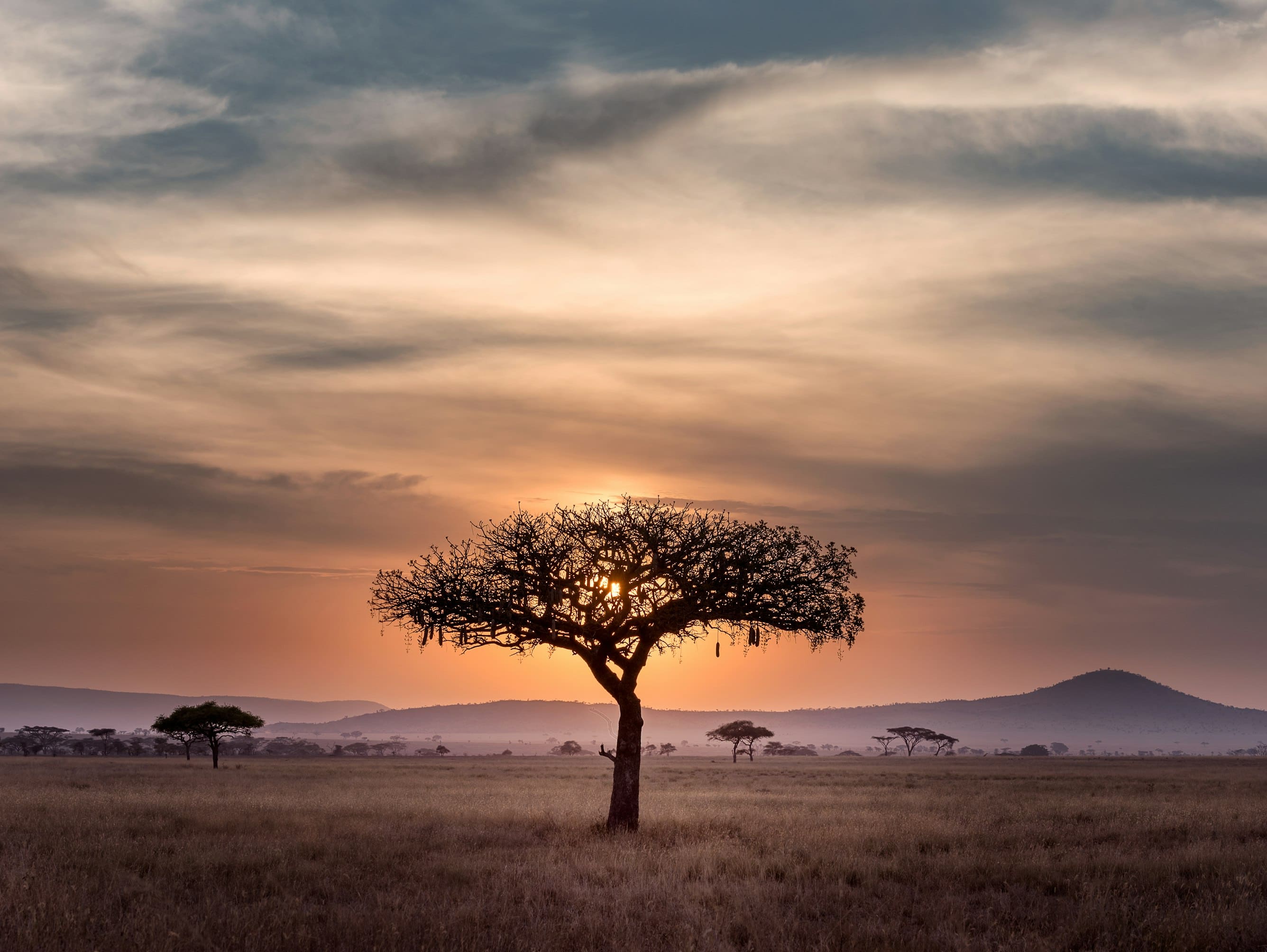 Cinematic African Safari